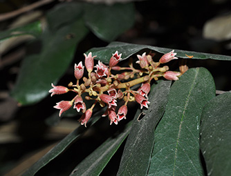Heritiera angustata Pierre  长柄银叶树334.jpg